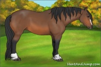 Horse Color:Bay Sabino 