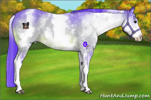 Horse Color:Watercolor White Spotted Bay 