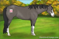 Horse Color:Grullo Sabino 