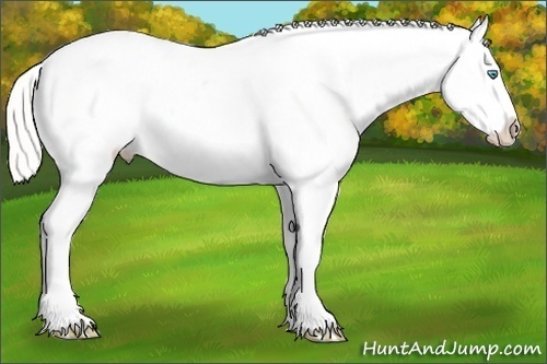 Horse Color:White Spotted Silver Amber Cream Champagne Pearl Dun Blanket