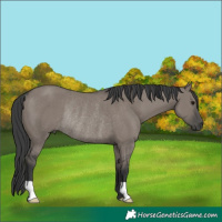 Horse Color:Grullo Rabicano 