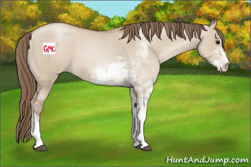 Horse Color:Grullo Pearl Sabino 