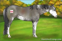 Horse Color:Grullo Sabino