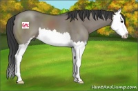 Horse Color:Grullo Sabino Splash