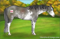 Horse Color:Grullo Sabino Splash Rabicano