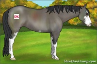 Horse Color:Grullo Sabino