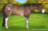 Horse Color:Bay Sabino Rabicano