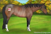 Horse Color:Bay Rabicano