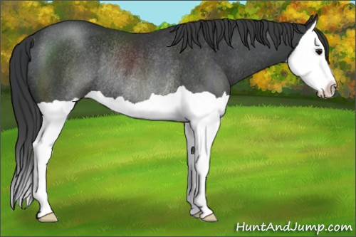 Horse Color:Black Splash Rabicano 