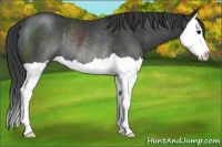 Horse Color:Black Splash Rabicano 