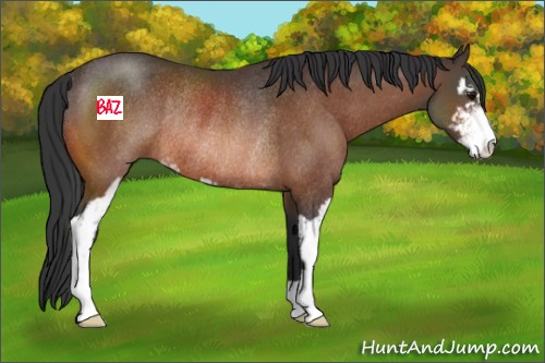 Horse Color:Bay Sabino Rabicano 