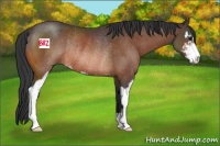 Horse Color:Bay Sabino Rabicano 