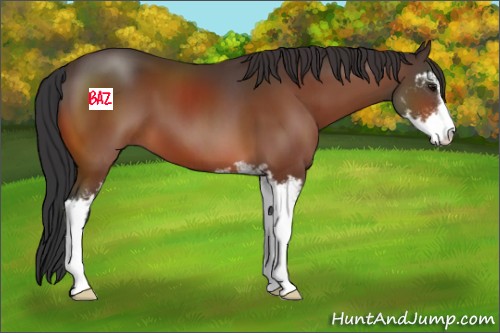 Horse Color:Bay Sabino