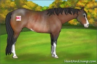 Horse Color:Brown Sabino Rabicano 