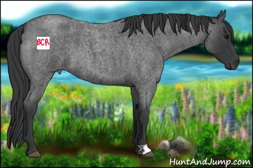 Horse Color:Blue Roan 