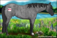 Horse Color:Blue Roan 