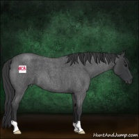 Horse Color:Blue Roan 
