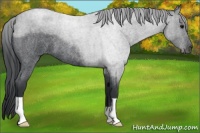 Horse Color:Blue Roan 