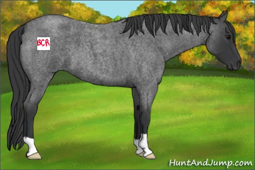 Horse Color:Blue Roan 
