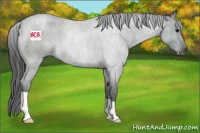 Horse Color:Blue Roan