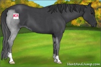 Horse Color:Blue Roan 