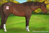 Horse Color:Liver Chestnut 