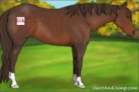 Horse Color:Liver Chestnut 
