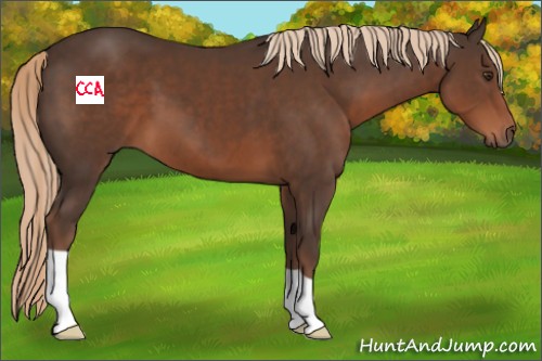 Horse Color:Liver Chestnut