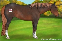 Horse Color:Liver Chestnut 
