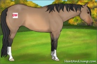 Horse Color:Bay Dun