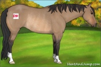 Horse Color:Bay Dun Rabicano