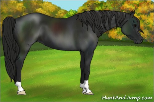 Horse Color:Gray Black