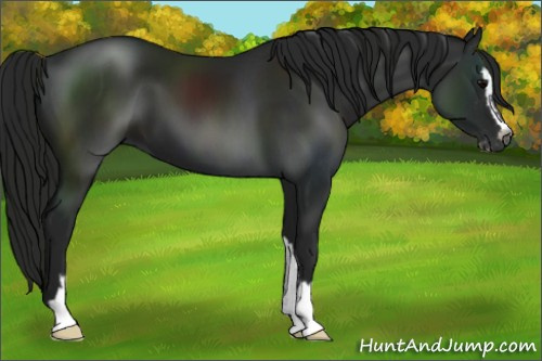Horse Color:Gray Black Sabino 