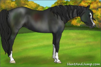 Horse Color:Gray Black Sabino 