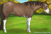 Horse Color:Gray Black Pearl Sabino