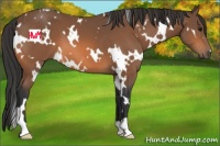 Horse Color:White Spotted Bay 