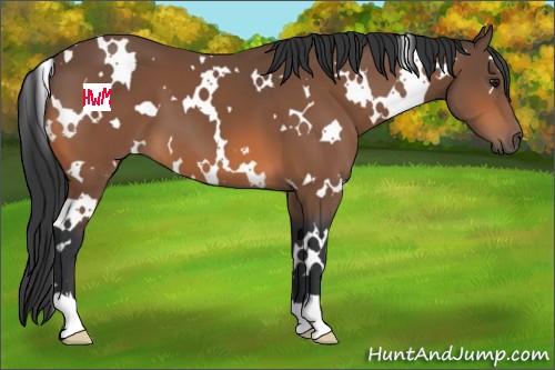 Horse Color:White Spotted Bay