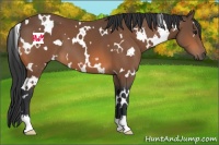 Horse Color:White Spotted Bay 