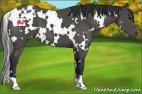 Horse Color:White Spotted Black