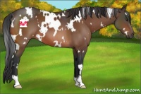 Horse Color:White Spotted Brown 