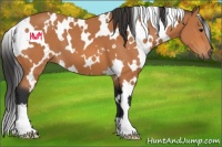 Horse Color:White Spotted Bay 