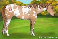 Horse Color:White Spotted Bay Pearl