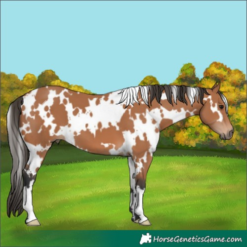 Horse Color:White Spotted Bay 