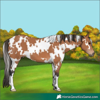 Horse Color:White Spotted Bay 