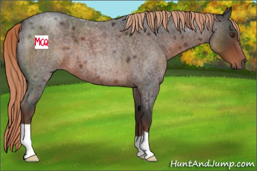 Horse Color:Liver Red Roan 