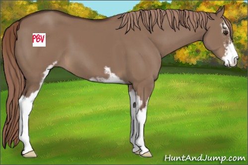 Horse Color:Liver Red Dun Sabino 