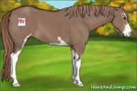 Horse Color:Liver Red Dun Sabino 