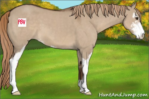 Horse Color:Liver Red Dun Sabino
