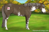 Horse Color:Chocolate Palomino Sabino 