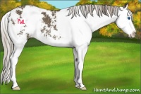 Horse Color:Chocolate Palomino Sabino Splash Rabicano 